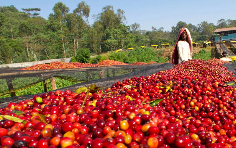 Coffee farm in Sheka Zone